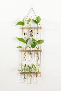 Plant, garden: 3 Tier Wall Hanging Test Tube Propagation Station - Brown