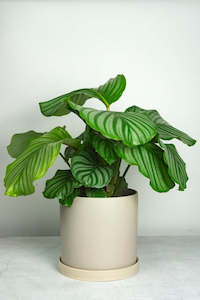 Plant, garden: Lamia Ceramic Pot - Light Grey 18cm