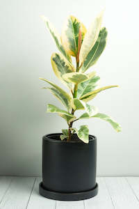 Plant, garden: Lamia Ceramic Pot - Matt Black 18cm