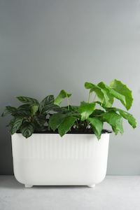 Plant, garden: Wide Self-Watering Pot 35cm