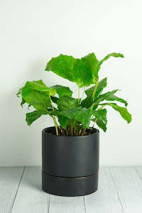 Plant, garden: Thea Ceramic Self-Watering Pot - Black 15cm