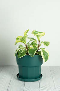 Set of 3 - Green Arisu Polypropylene Pot 17cm