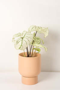 Noemi Ceramic Pot - Matt Pink 15cm