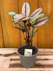 Calathea White Star 14Cm