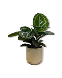 Calathea Green Goddess 14cm