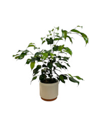 Ficus Danielle 14CM