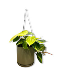 Philodendron Brasil 12cm Hanging