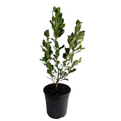 Griselinia Broadway Mint 4L