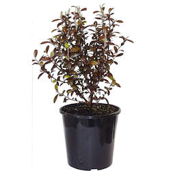 Corokia Frosted Chocolate 4L