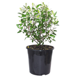 Corokia Geenty's Green 4L