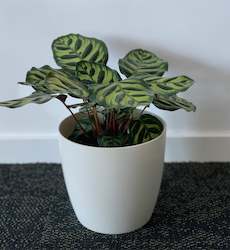 Calathea Makoyana 14cm