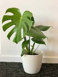 Monstera Deliciosa 14cm Pot Plant