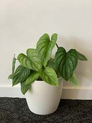 Philodendron Mamei 14CM