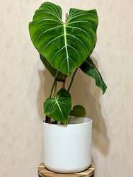 Philodendron Gloriosum 3.5L