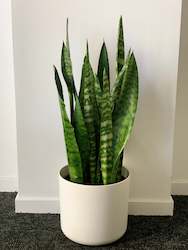 Sansevieria Black coral 20CM