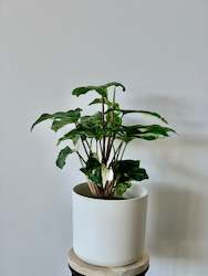 Syngonium Albo 12CM