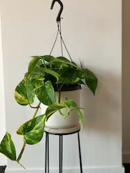 Epipremnum Aureum Golden Pothos 17CM