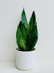 Sansevieria Futura Black Coral 1.3L - 1.5L