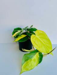 Philodendron Brasil 14CM