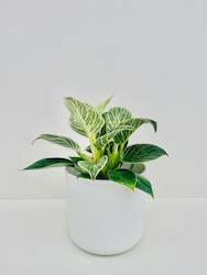 Philodendron Birkin 14CM