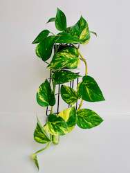 Epipremnum Aureum Golden Pothos 12CM