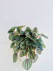 Peperomia Piccolo Banda 12CM