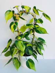 Philodendron Brasil Bamboo