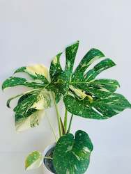 Monstera Thai Constellation 17CM