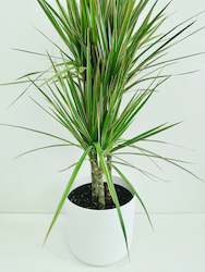 Dracaena Marginata Bicolour Tripple Planted 4.5L