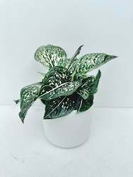 Aglaonema Tom's Pride 12CM