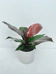 Philodendron McColley's Finale 14CM