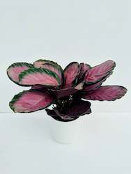 Calathea Rosey 14cm