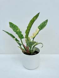 Philodendron Ring of Fire 14cm