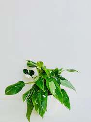 Philodendron White Knight 12cm