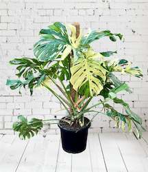 Monstera Thai Constellations 23CM