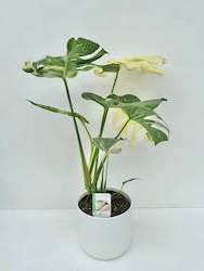 Monstera Thai Constellation 17cm