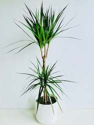 Dracaena Marginata Double Planted 19cm