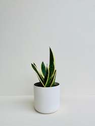 Sansevieria Futura Variegated 1.3L - 1.5L