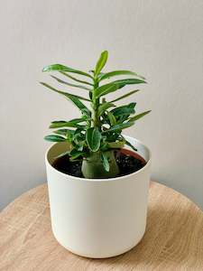 Adenium 13CM