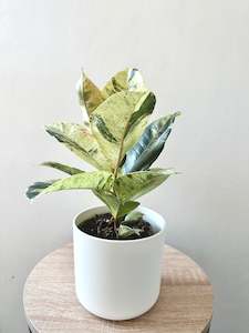 Variegated Ficus elastica 'Shivereana' 12CM