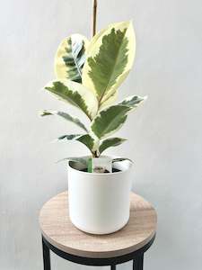 Ficus Tineke 14cm