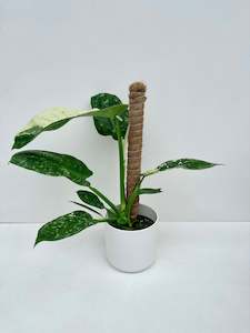 Philodendron Jose Buono 14cm