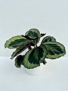 Calathea Shinestar 12cm