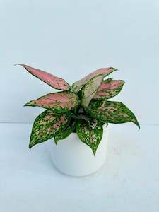 Aglaonema Favonia 12cm