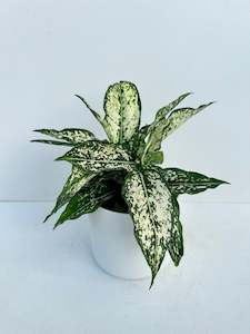 Aglaonema Snowflakes 12cm