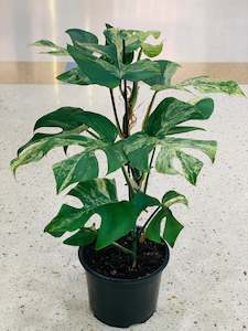 Philodendron Minima Variegated 14cm