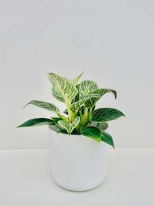 Philodendron Birkin 14cm