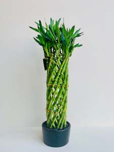 Lucky Bamboo Cage Large