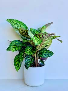 Calathea Flamestar 17cm