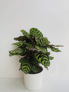 Calathea Makoyana 17cm